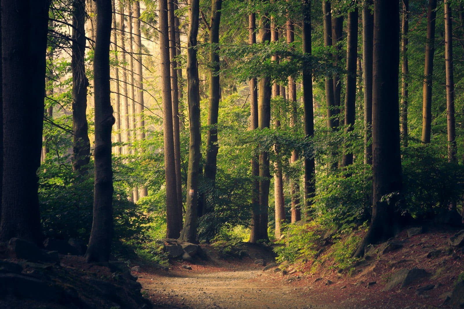 Bosque que representa la gestión ambiental sostenible